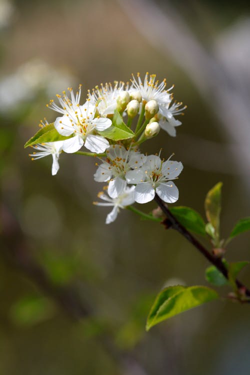 Close-up of White Flowers on a Tree Branch in Spring 