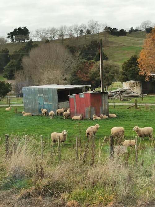 Kostenloses Stock Foto zu außerorts, bauernhof, grasen