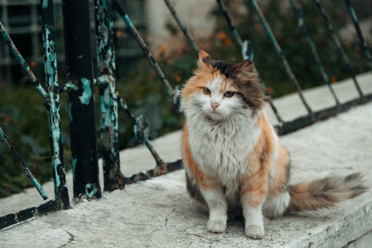 Photo Of A Calico Cat On A Concrete Surface