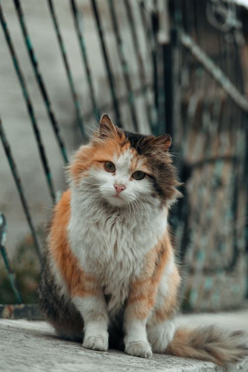 Free A fluffy calico cat sits attentively outdoors, showcasing its beautiful fur pattern. Stock Photo