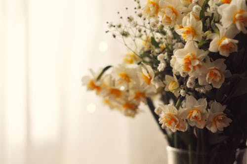 Yellow and White Flowers in Close Up Shot