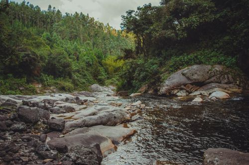Free Serene forest stream flowing through lush greenery and rocky landscape. Stock Photo