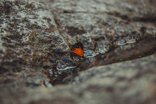 orange butterfly rock water