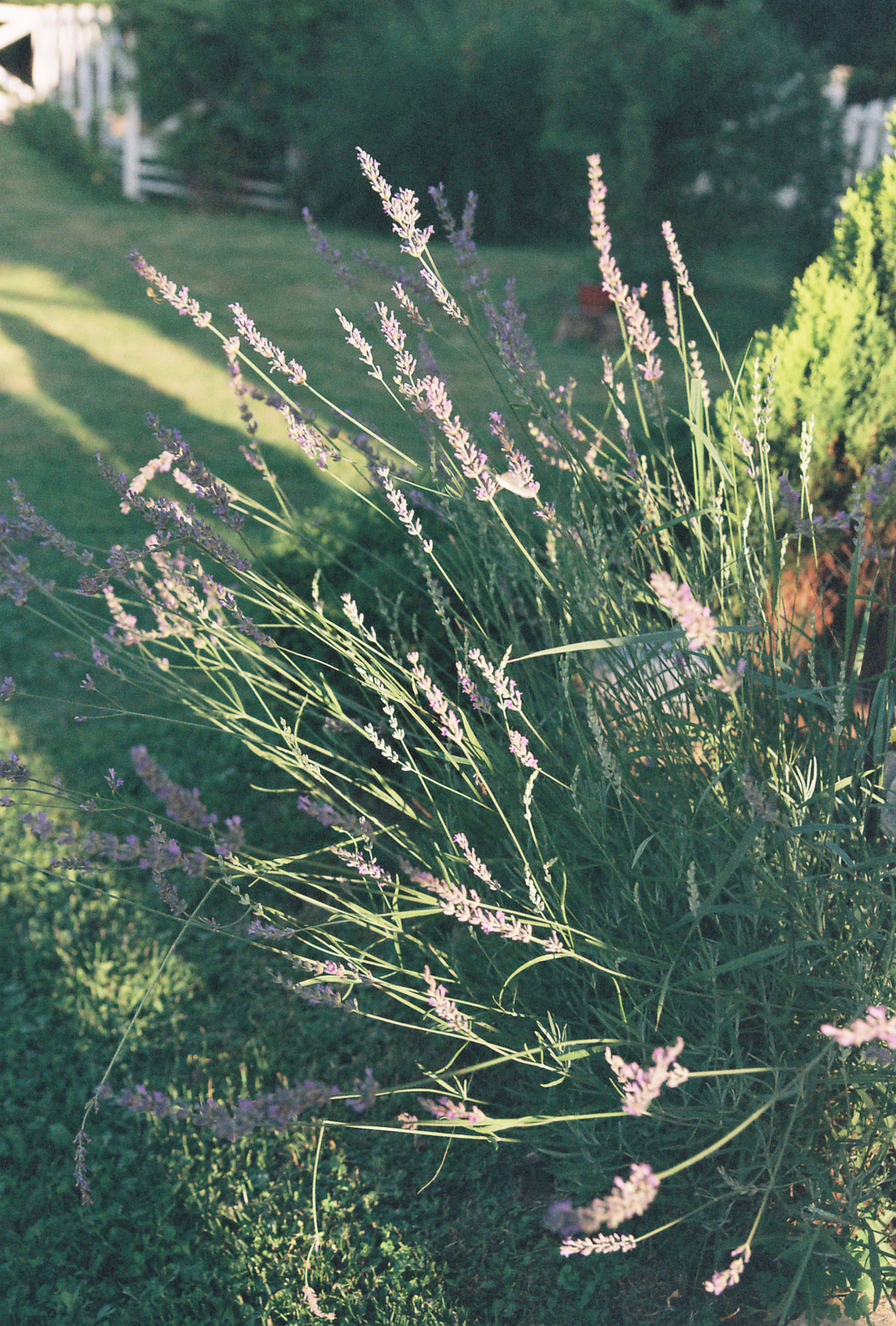The Bottom Line — lavender pruning and care