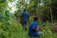 Two African hunters with rifles walking through a dense jungle.