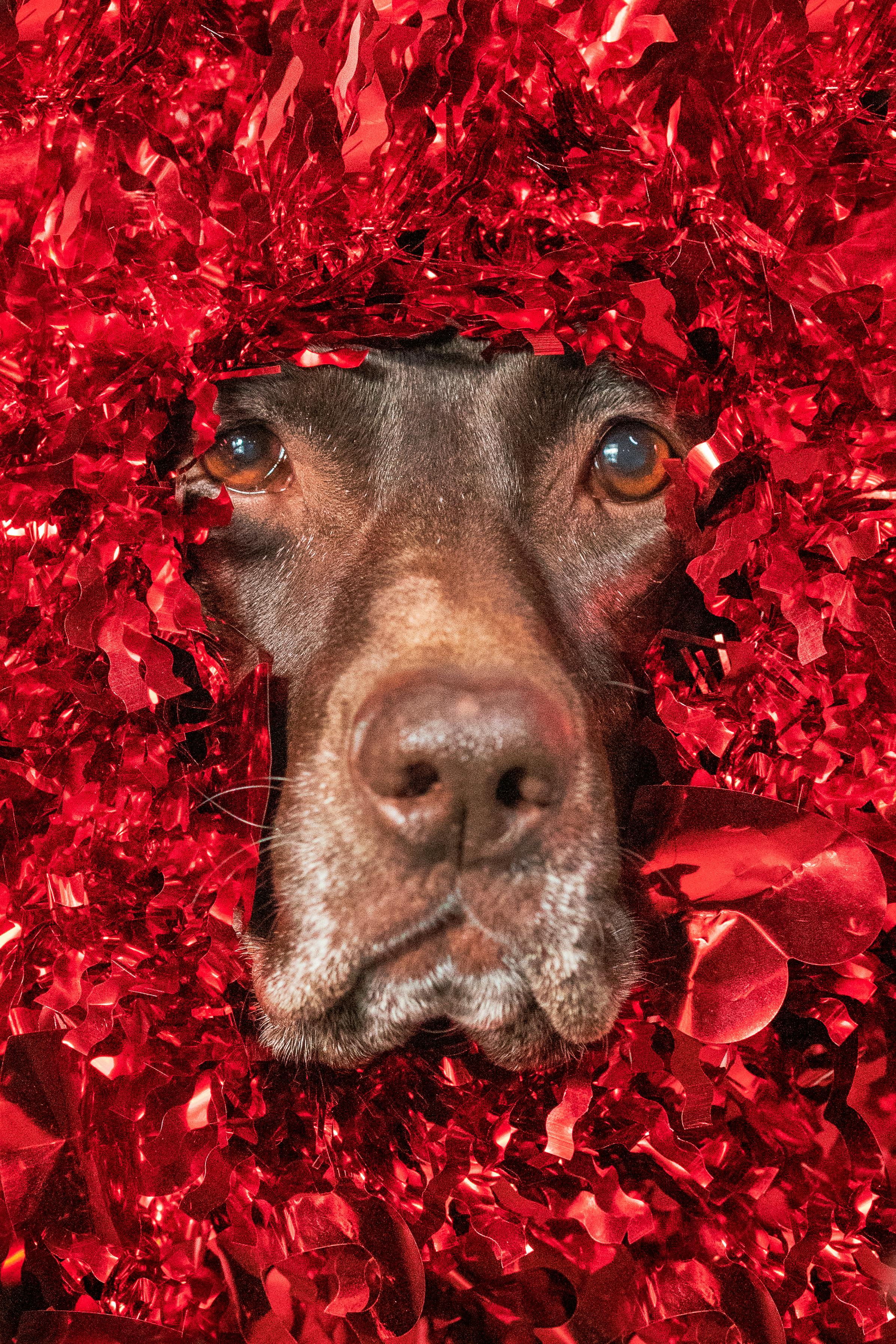 Why Do Dogs Have Wet Noses? Discover The Fascinating Reasons! 9 7 Surprising Facts About Dog Noses That Will Amaze You