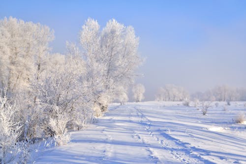 Winter Landscape on a Frosty Day 