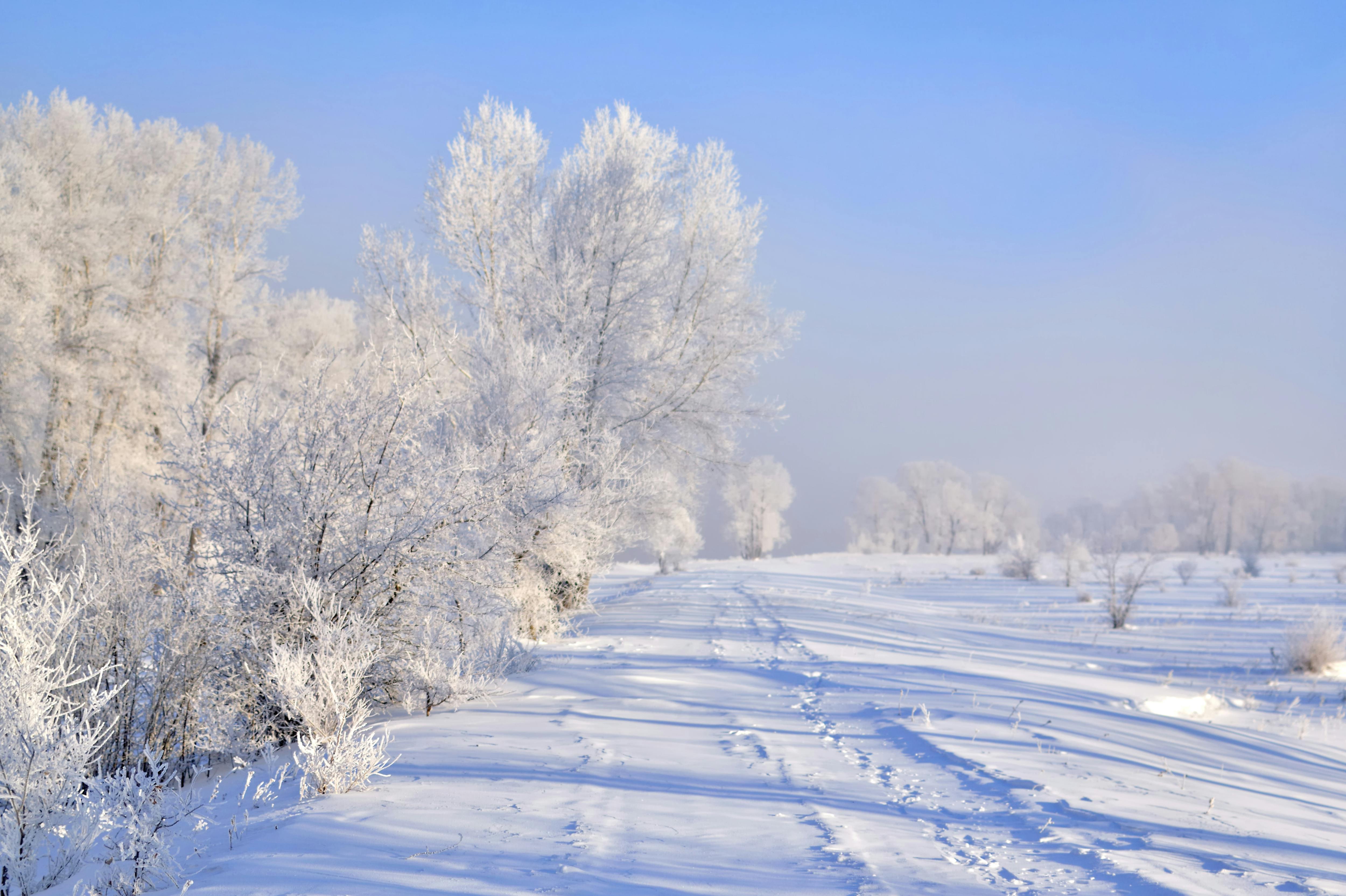 Winter Wonderland Trees Photos, Download The BEST Free Winter ...