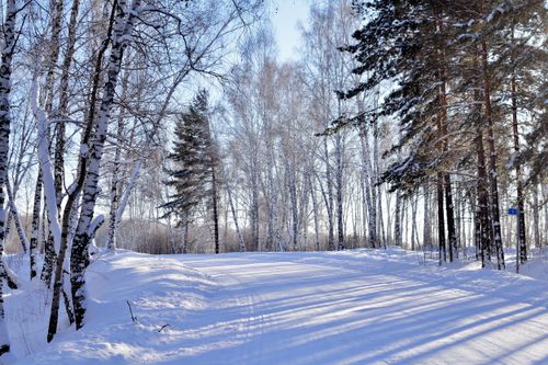 Free Serene winter forest landscape with snow-covered trees and tranquil path. Stock Photo