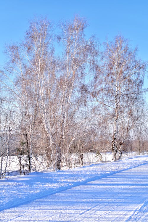 ağaçlar, dikey atış, dondurucu içeren Ücretsiz stok fotoğraf