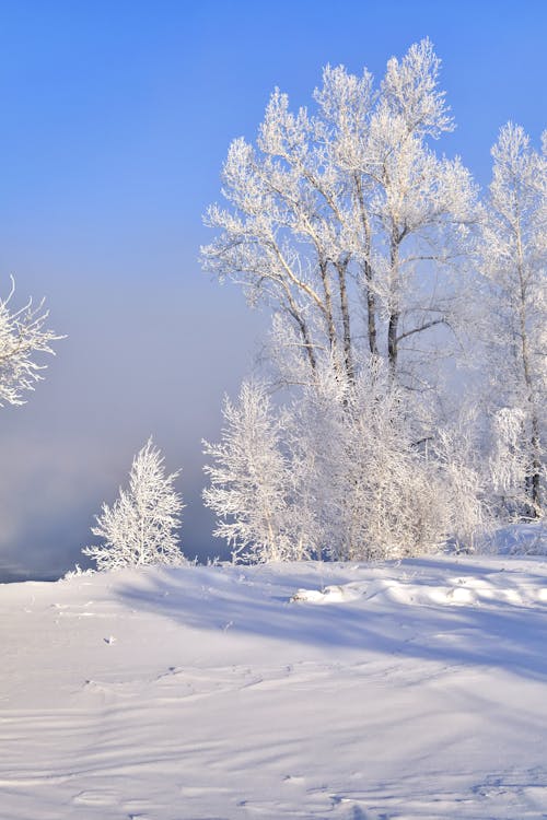 ağaçlar, dikey atış, dondurucu içeren Ücretsiz stok fotoğraf