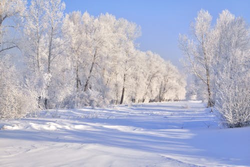 Gratis stockfoto met besneeuwd, bladerloos, blauwe lucht