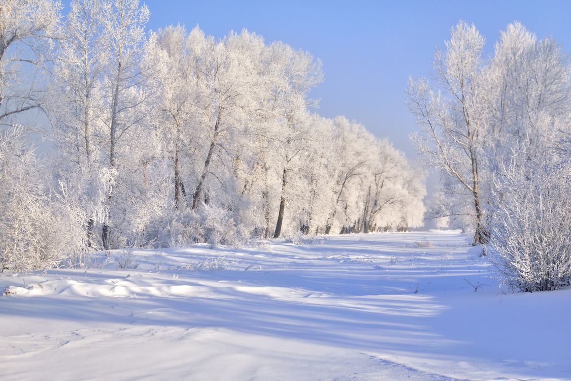 Tree Snow Ground Snow Covered Ground and Trees · Free Stock Photo