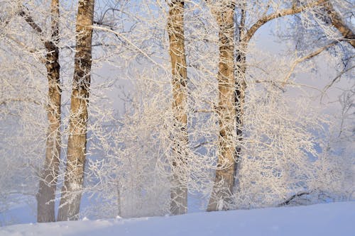 Imagine de stoc gratuită din arbori, câmp, congelat