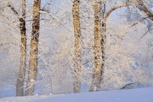 Free Scenic winter landscape with snow-covered trees and a frosty ambiance. Stock Photo
