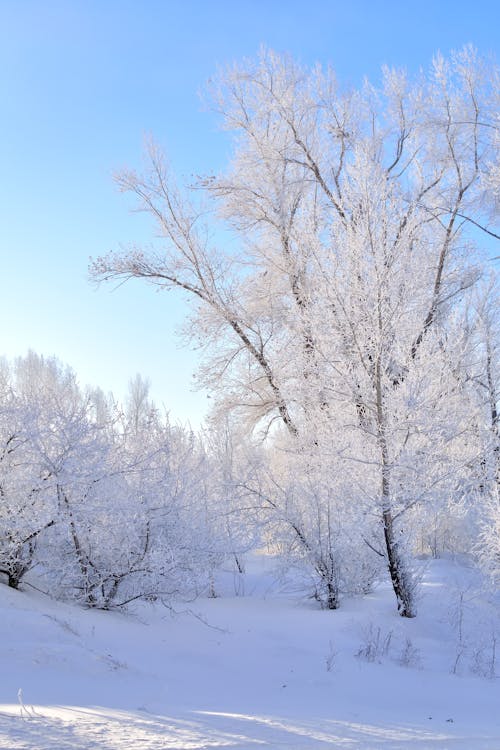 Snow Covered Trees Under the Blue Sky 
