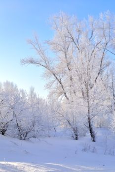 Peaceful winter scene with snow-covered trees under a clear blue sky.