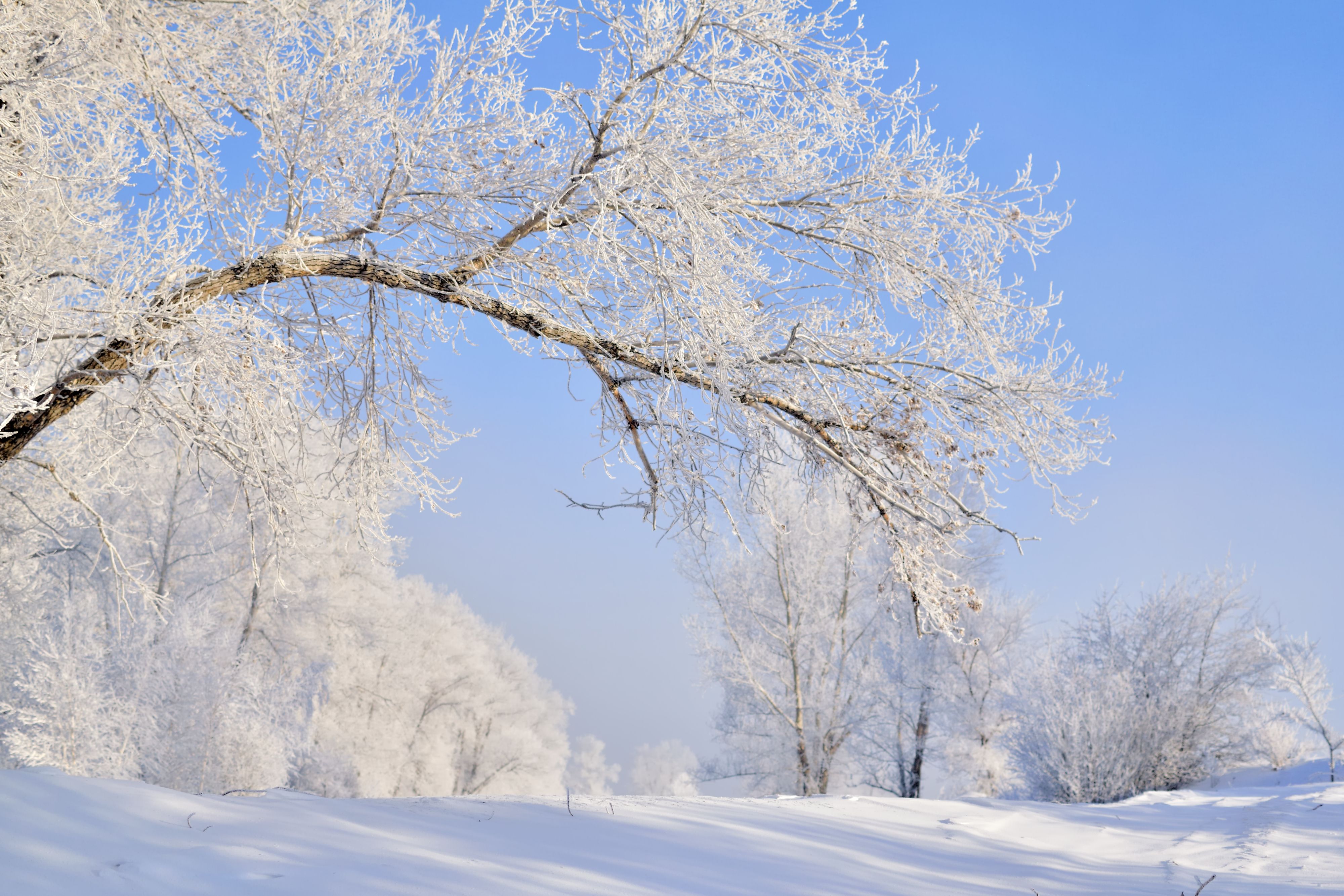 A tranquil winter scene featuring frosty trees under a clear blue sky.