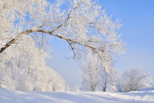 beyaz, çevre, çıplak ağaçlar içeren Ücretsiz stok fotoğraf