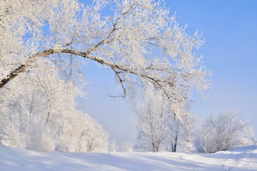 Photos gratuites de arbres nus, blanc, environnement