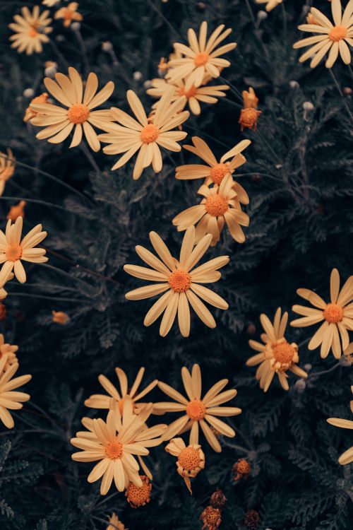 Free A striking close-up of vibrant yellow daisies in full bloom outdoors, showcasing natural beauty. Stock Photo