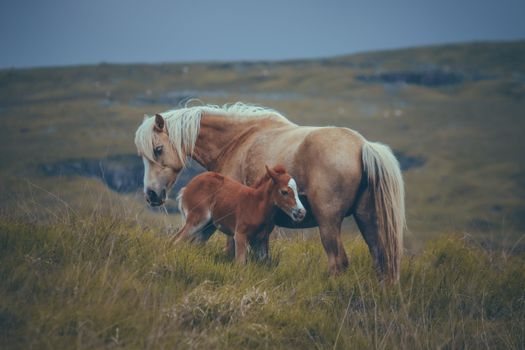 Mare and Foal Standing on Pasture