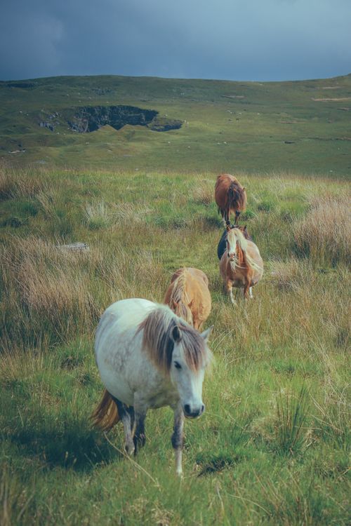 Free A serene scene of horses walking through a green meadow under a cloudy sky. Stock Photo