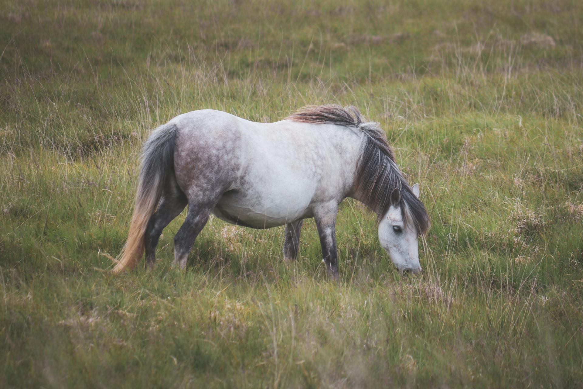 Standing Horse Eating on Pasture