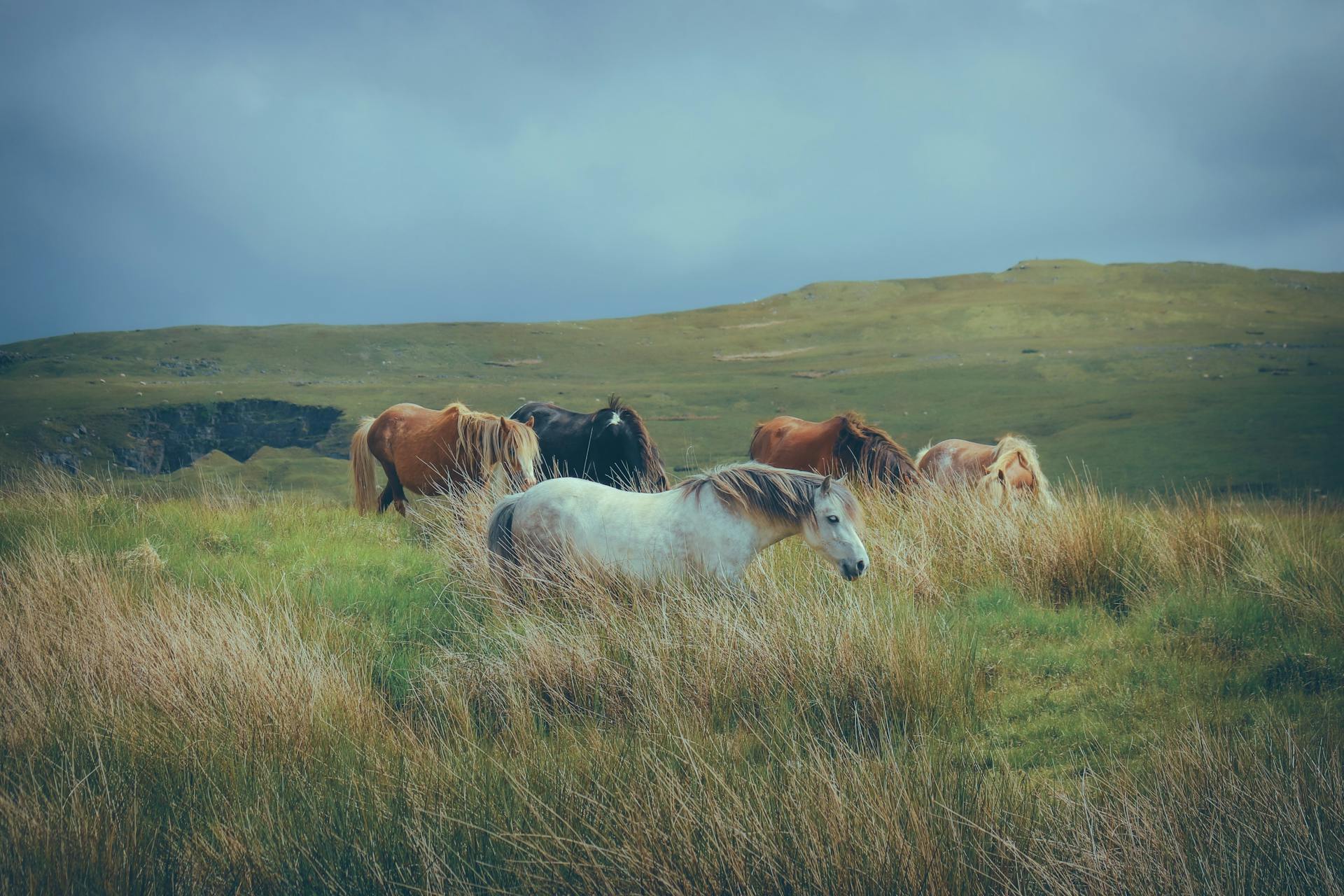 Herd of Horses on Pasture