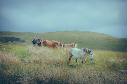 Δωρεάν στοκ φωτογραφιών με αγρόκτημα, άλογα, βοσκοτόπι Φωτογραφία από στοκ φωτογραφιών
