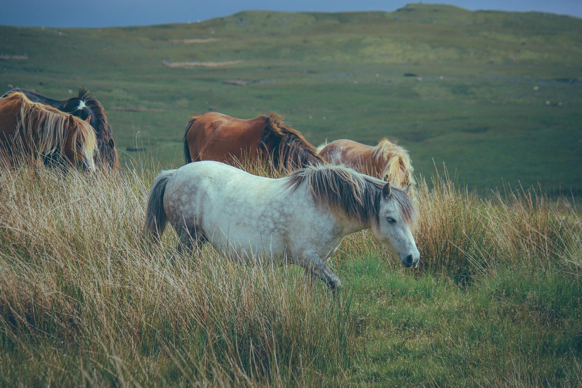 Free stock photo of animal, cavalry, farm