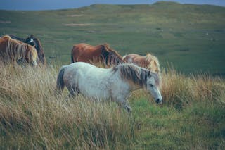 Free stock photo of animal, cavalry, farm