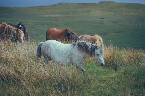Free A herd of wild horses grazing peacefully in a lush green meadow, showcasing nature's beauty. Stock Photo