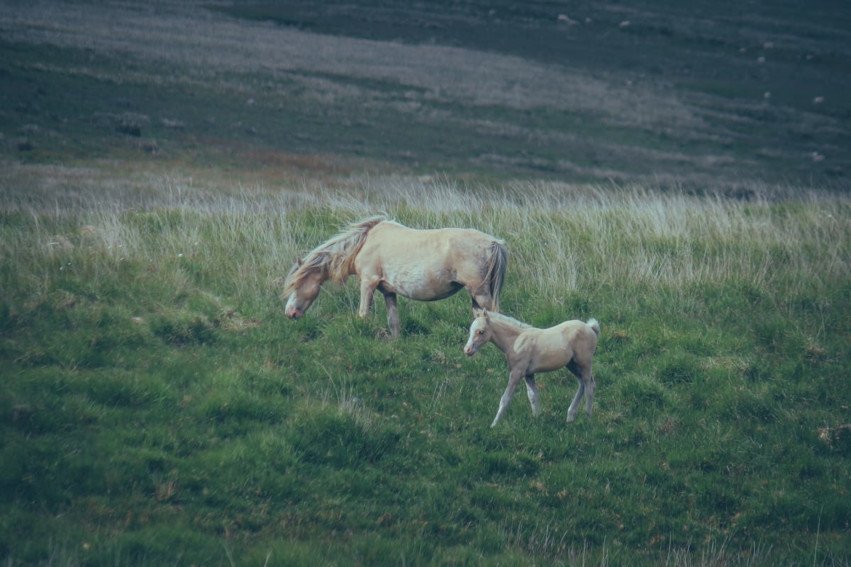 A Horse and a Foal on the Pasture 