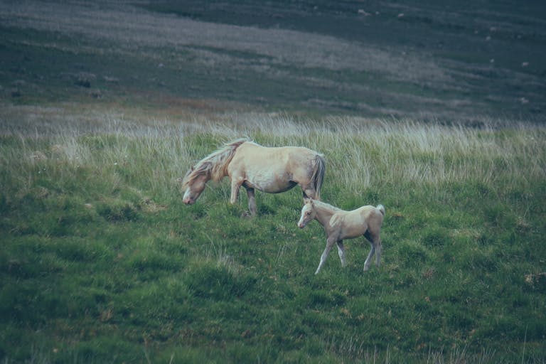 What Is Horse Serum Used for in Humans? Answer] Nahf