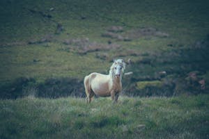 Free stock photo of agriculture, animal, cavalry