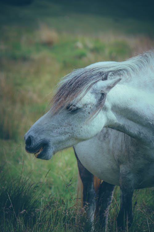 Close-Up Shot of a Pony 