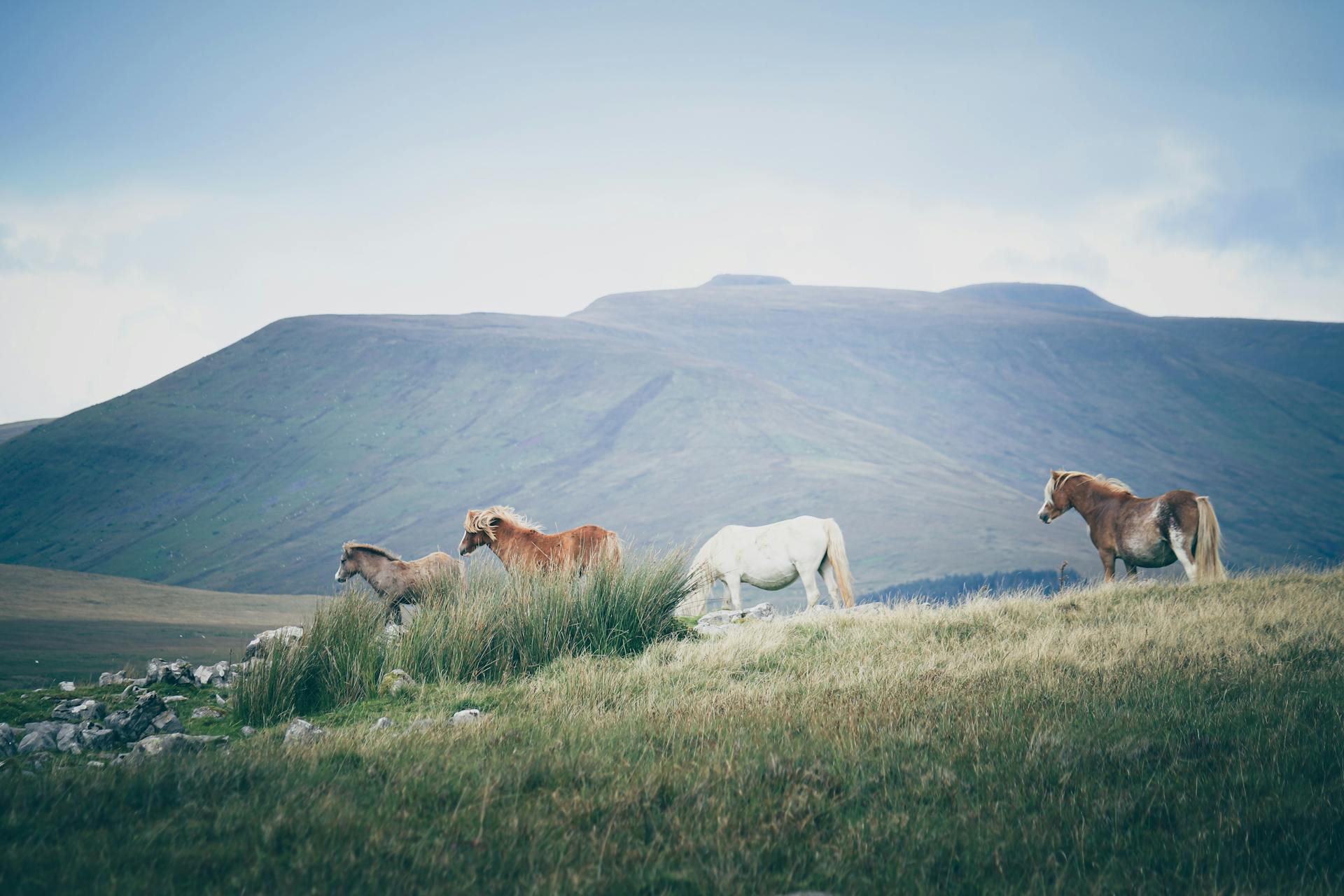 Herd of Horses on Hill