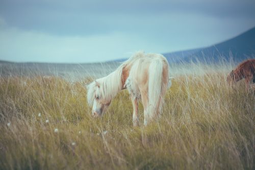 Free A beautiful horse grazing peacefully in a lush green meadow under a clear sky. Stock Photo