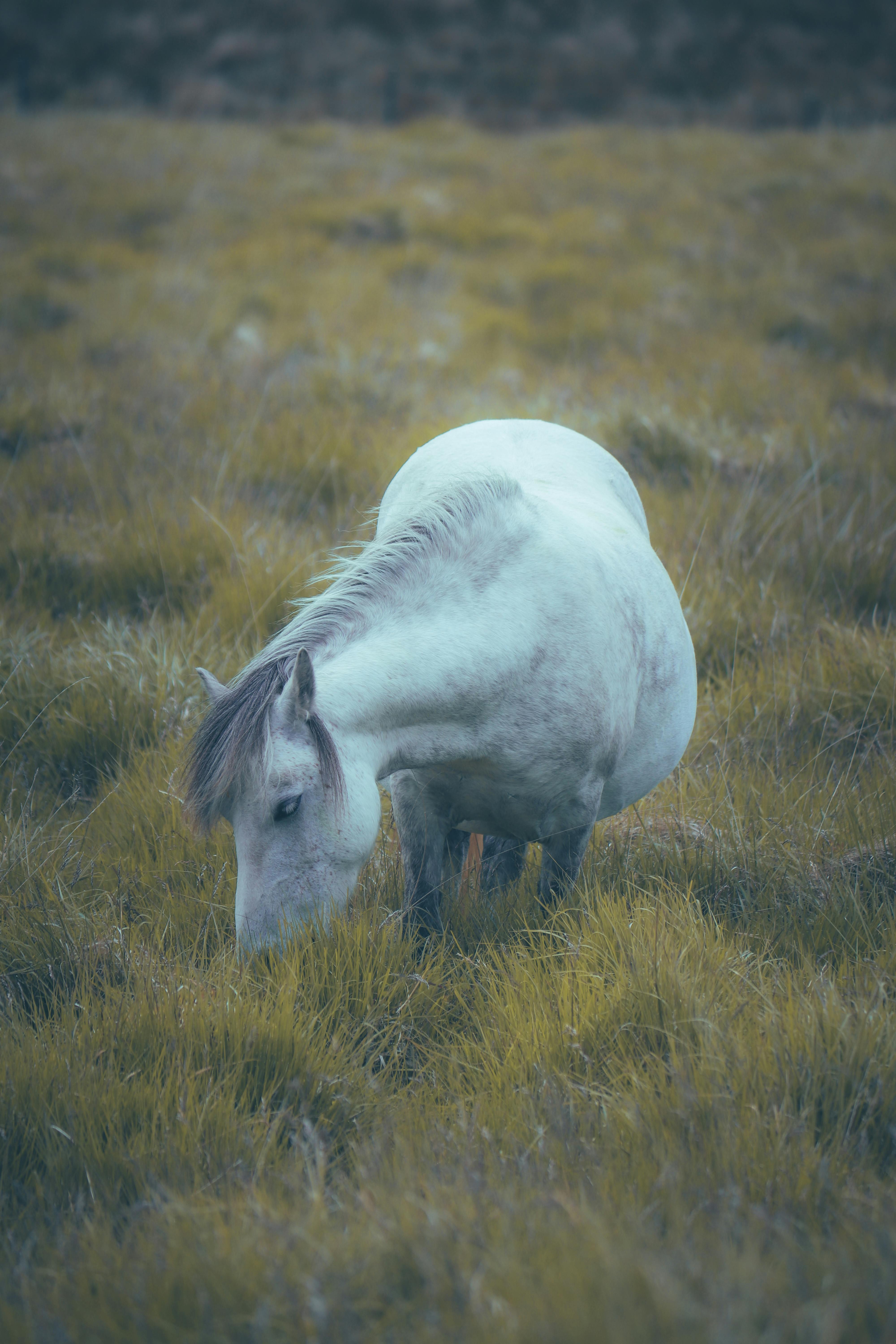 a pony on a grass field