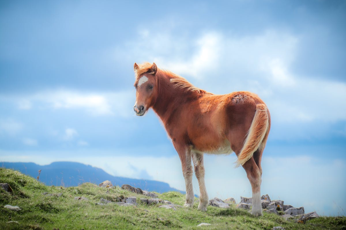 Free stock photo of agriculture, animal, cavalry