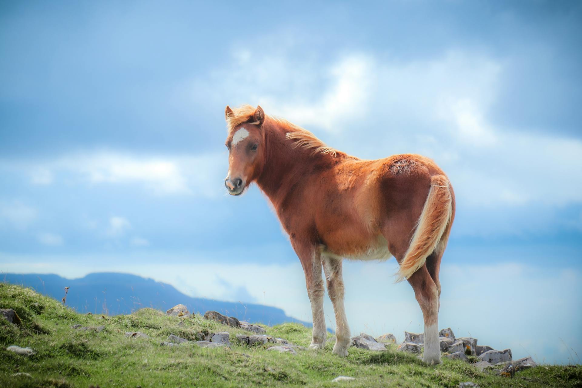 Free stock photo of agriculture, animal, cavalry