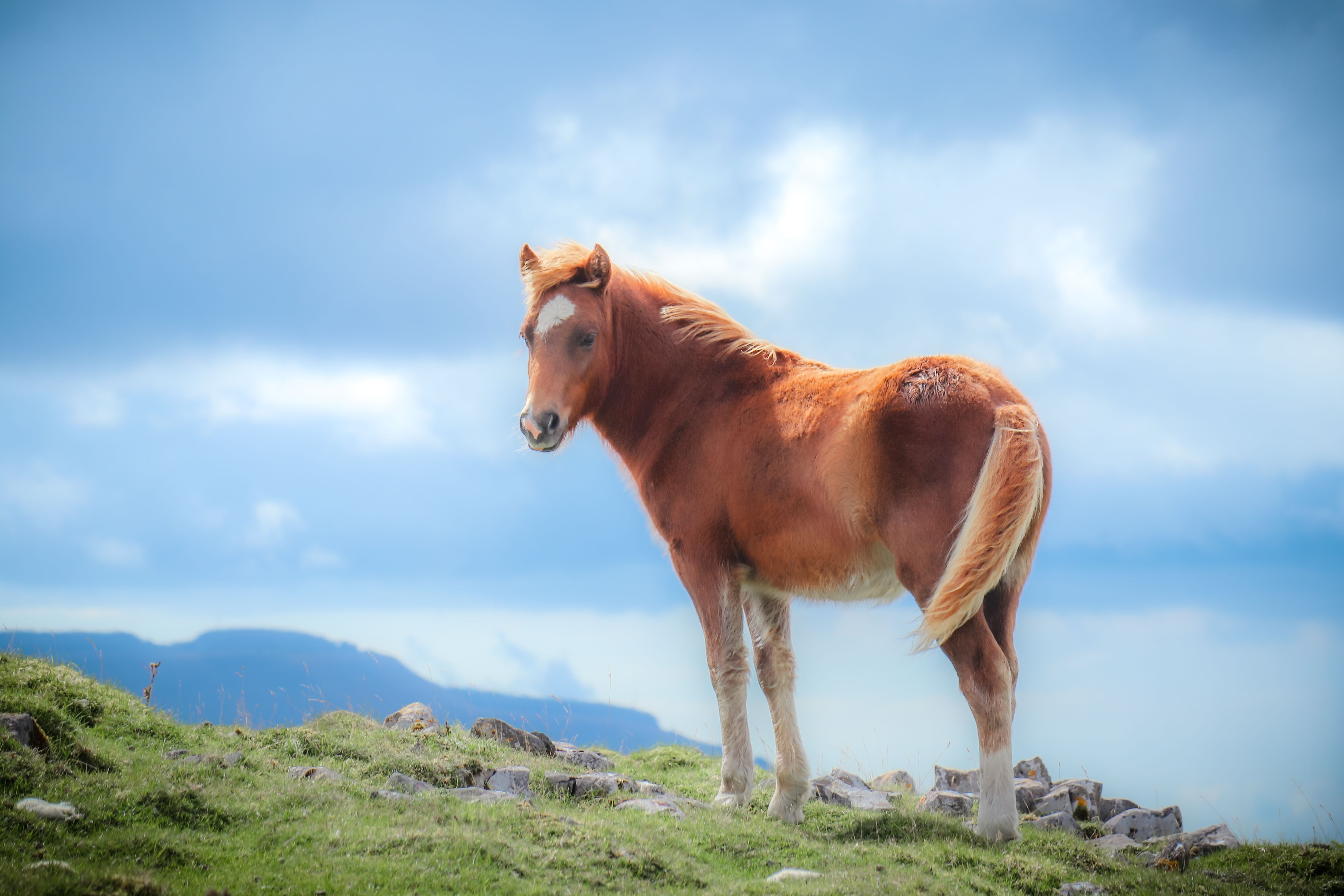 Reasons Why Younger Mares Produce the Best Horses