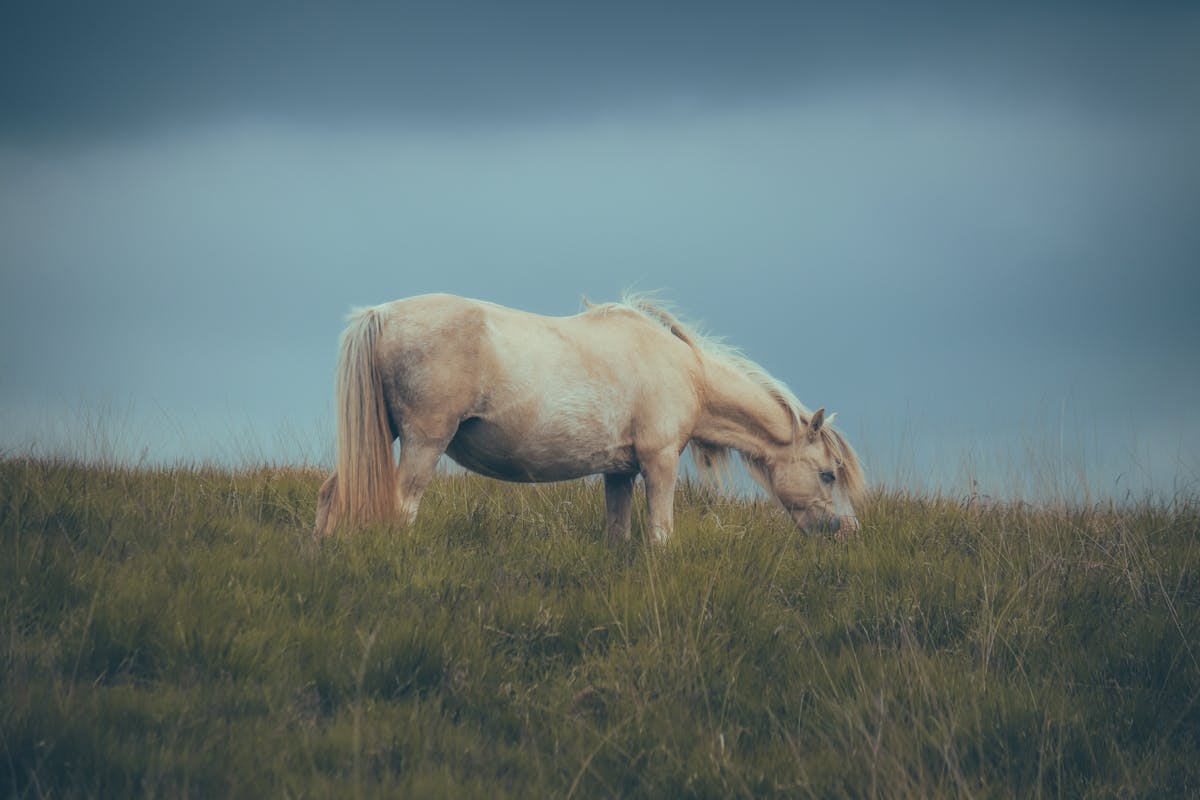 Free stock photo of agriculture, animal, cavalry