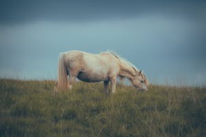 Free stock photo of agriculture, animal, cavalry