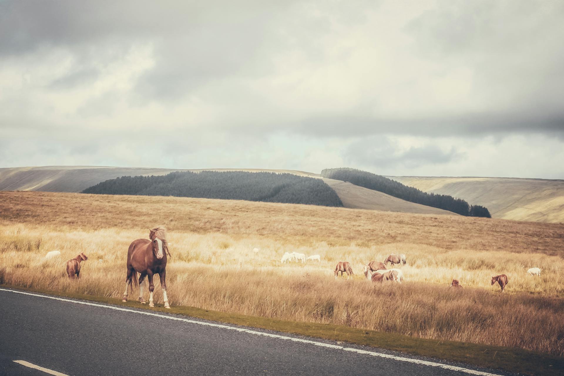 Free stock photo of cattle, countryside, field