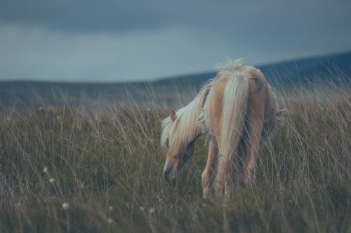 A Pony on a Grass Field 