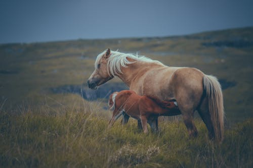 at yavrusu, atlar, ayakta içeren Ücretsiz stok fotoğraf