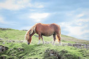 Free stock photo of animal, cavalry, countryside