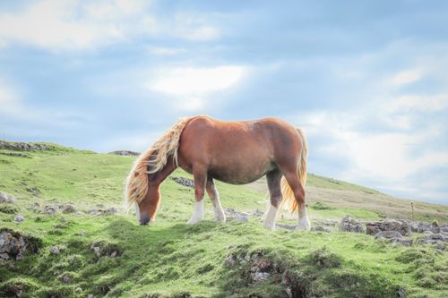 Free A brown horse grazing peacefully on a lush, green hillside under a vibrant sky. Stock Photo